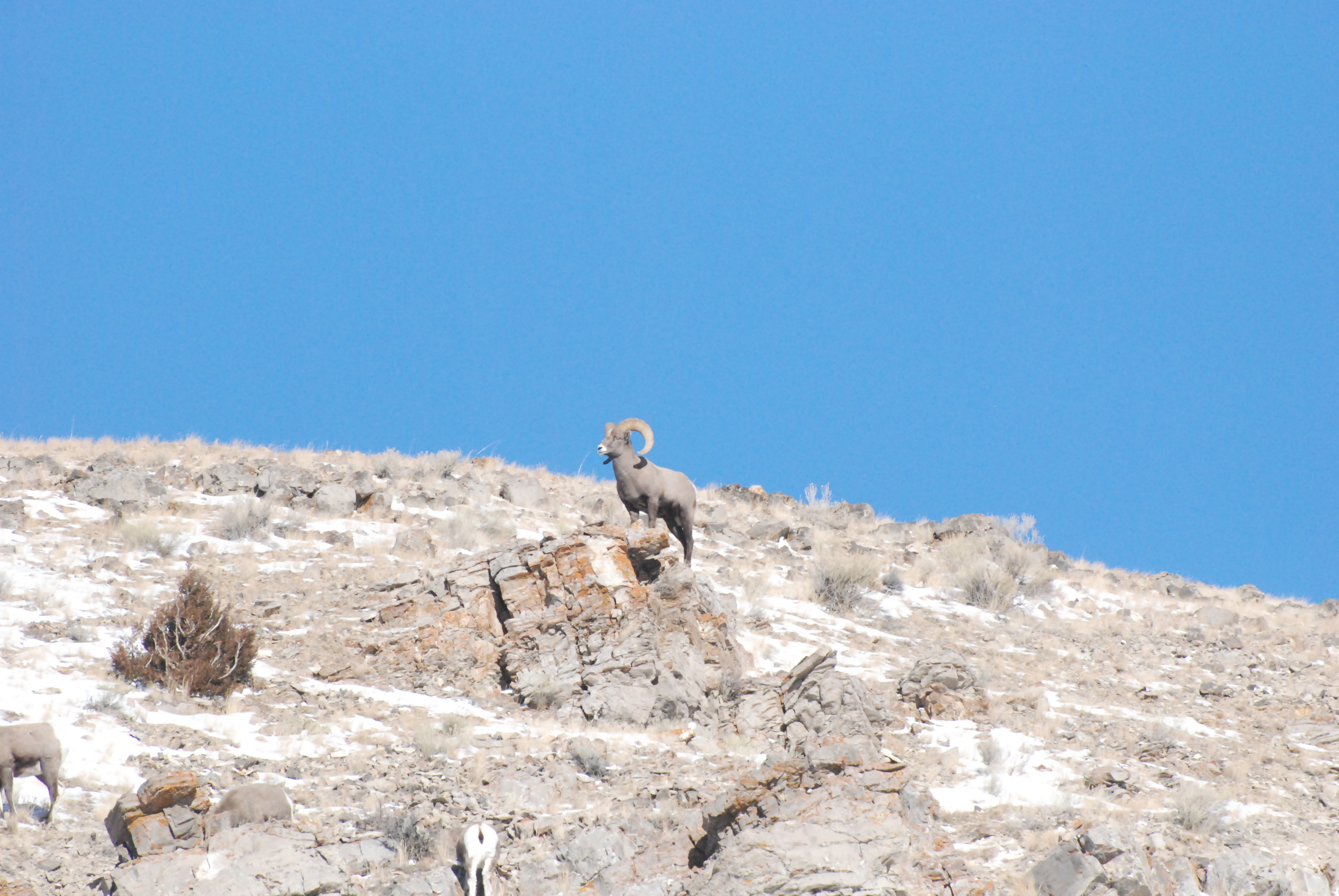 Big Horn Sheep
