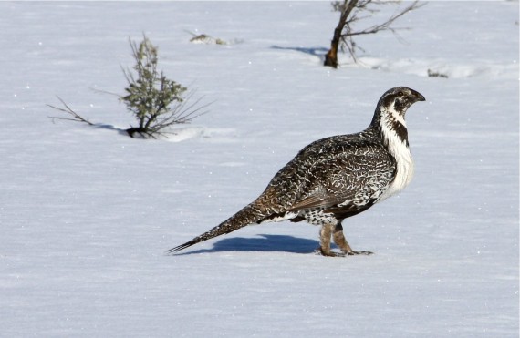 Sage Grouse near our Jackson Hole Bed and Breakfast