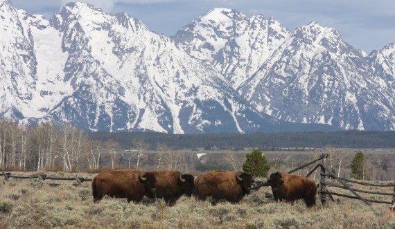 morning drive north of Jackson Hole