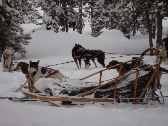 Jackson-hole-winter-activities-Dog-Sledding