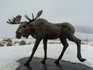 Moose Sculpture Trail