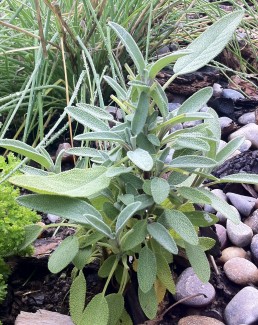 Herb-garden-at-bed-and-breakfast-in-jackson-hole-wy