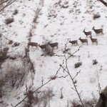 Deer on Butte