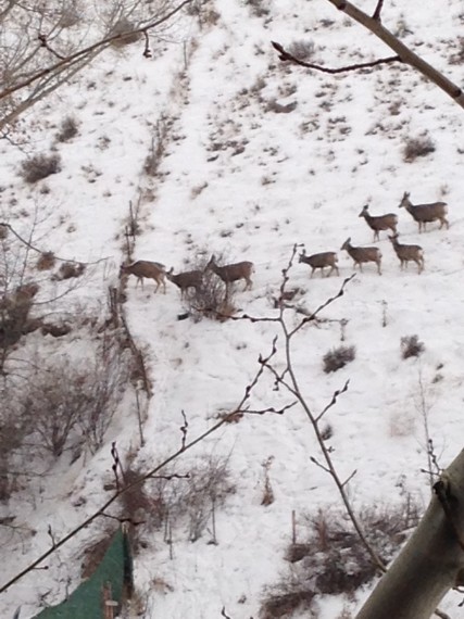 Deer on Saddle Butte
