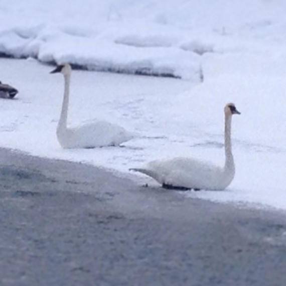 Trumpeter-swans