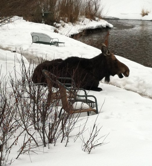 Mother moose lounging