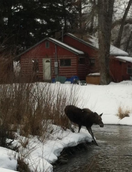Yearling moose crossing Flat Creek