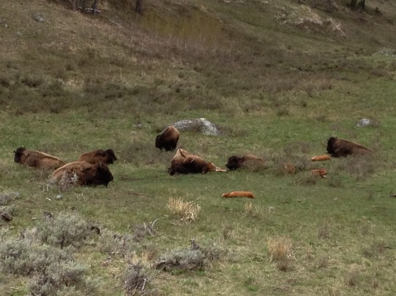 Spring time brings babies! Love the orange baby bison.