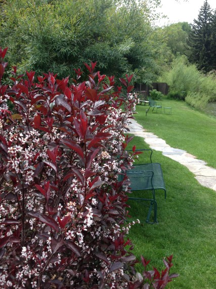 Love the little flowers on our Choke Cherry! We are loving our newly installed stoned pathway to the back rooms. Our two and four legged guests love the lush grass that Casey and Amy deliginently maintain. 