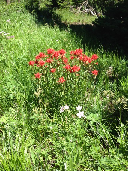Wyoming's State Flower, Indian Paintbrush is in full bloom in many parts of the valley!