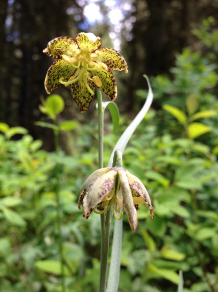 This leopard lily is so beautiful! They are hard to spot because their flowers face downward. It's a special treat if you find one! 