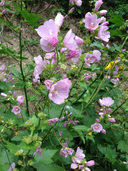 Mountain Hollyhock is one of the rarer wildflowers we get to see. Look for it in shaded canyon areas!