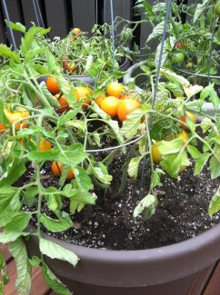 jackson-hole-bed-and-breakfast-tomatoes