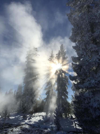 Sunlight through the trees and steam at West Thumb