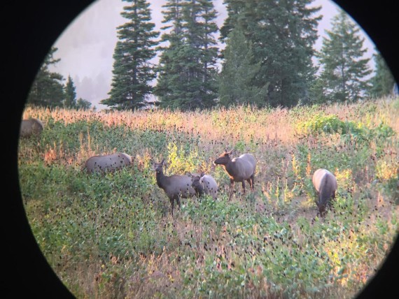 September-in-Jackson-Hole-Elk