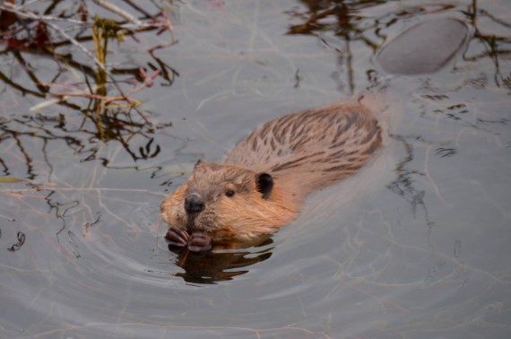 jackson-hole-vacations-beavers