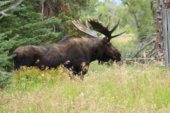 jackson-hole-vacation-moose