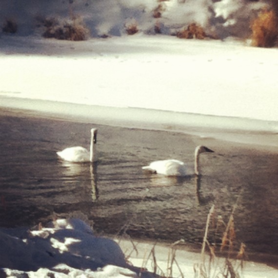 jackson-hole-luxury-lodging-for-the-lovebirds