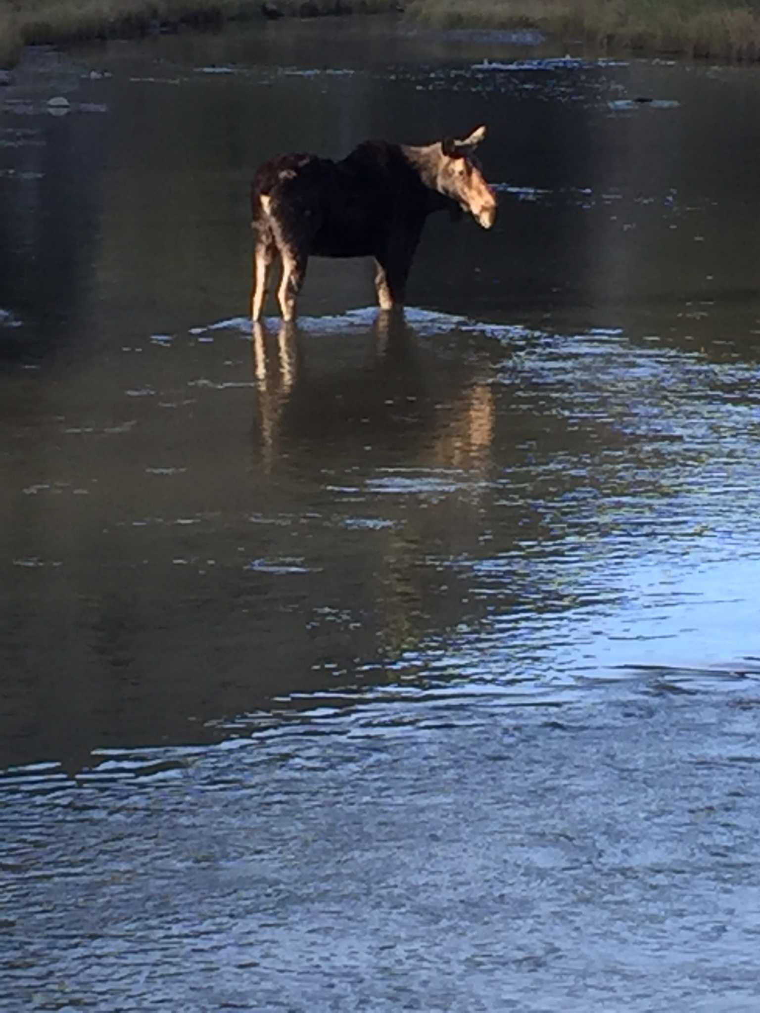 Jackson Hole Fall Moose in the Creek
