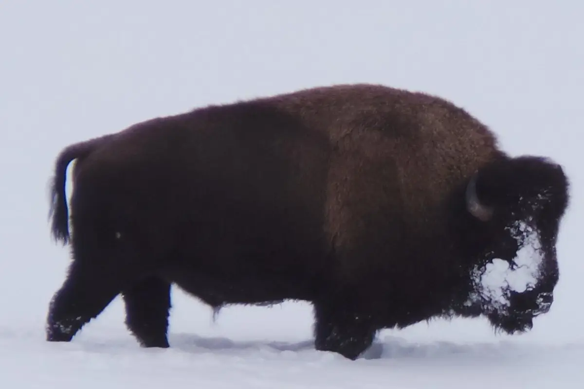 Winter Wildlife & Nature in Jackson Hole Wyoming